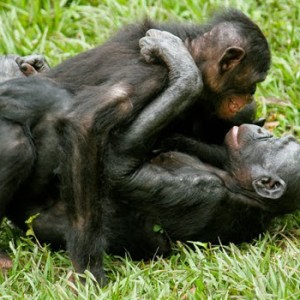 Living Like Bonobos